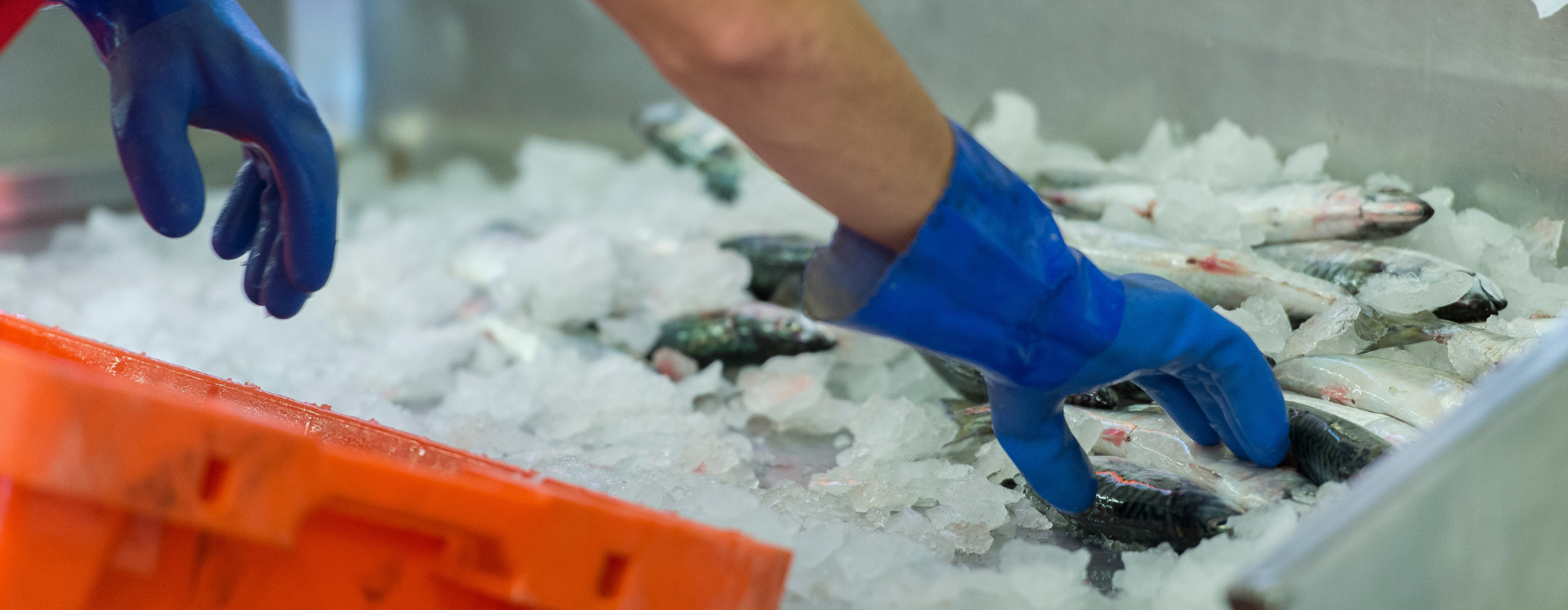 Person handling fish